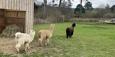 Primaire afbeelding van Alpaca Walks at Margam Country Park