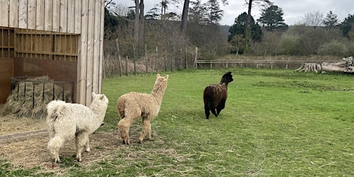 Alpaca Walks at Margam Country Park  primärbild