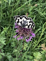 Primaire afbeelding van ID Course - Wildflowers and Butterflies of the chalk downs