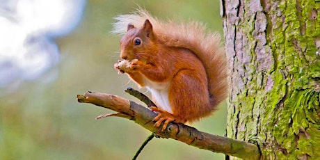 Red Squirrel Trail, Lael near Ullapool primary image