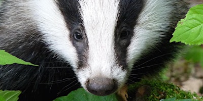 Primaire afbeelding van Borders Badger Watch