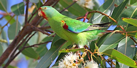 Swift Parrot Search! primary image