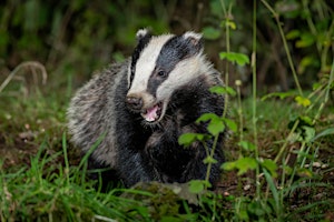 Badgers for Beginners primary image