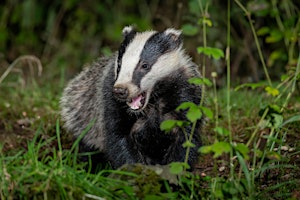 Image principale de Badgers for Beginners