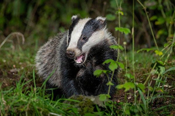 Badgers for Beginners
