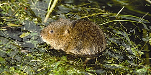 Hauptbild für Water Vole Survey Techniques