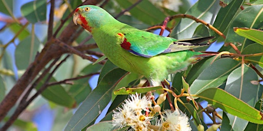 Imagem principal de Swift Parrot Search