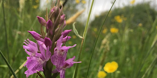 Imagem principal do evento ID Course - Wildflowers and Wetland Wildlife of Winnall Moors