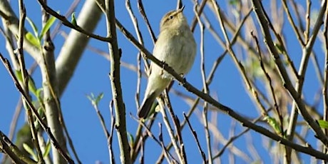 Dawn Chorus at Garthorne Road Nature Reserve