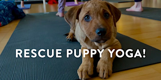 Imagem principal do evento Rescue Puppy Yoga!
