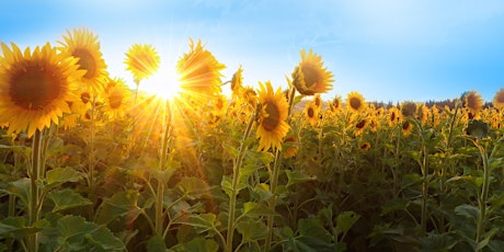 Sunflower Appeal