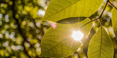 Hauptbild für Sensing into Nature - A Series of Six Forest Bathing Sessions