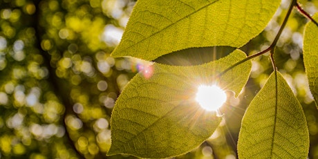 Sensing into Nature - A Series of Six Forest Bathing Sessions