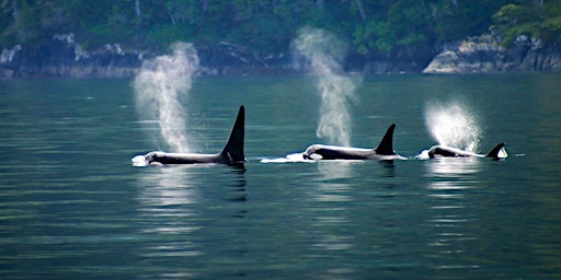 Immagine principale di An Introduction to the Orca 