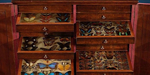 Immagine principale di Butterfly Pinning Workshop 