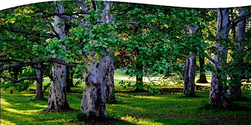 Primaire afbeelding van Forest Bathing Walk