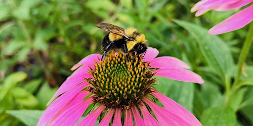 Hauptbild für Butterflies & Bees: Creating Spaces for Wildlife Conservation