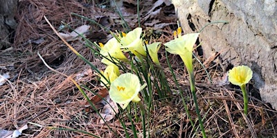 Primaire afbeelding van Blossoming Ephemerals Walk with Bedrock Creator Jill Nooney