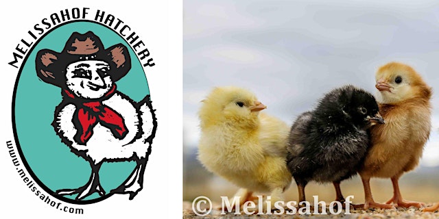 Image principale de Poultry Keeping: Baby Chick & Laying Hen Care