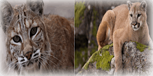 Primaire afbeelding van Nibbles with a Naturalist:  Florida's Fabulous Felines