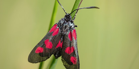 Marvellous Moths