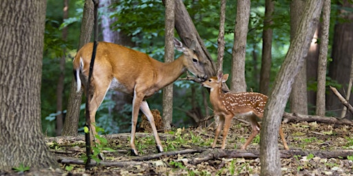 Antler Amble  primärbild