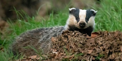 Immagine principale di Wild Words - Fundraiser in aid of the Galloway Branch of Scottish Badgers 