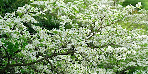 Native Trees for Arbor Day primary image