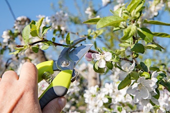 Free Spring Pruning Talk primary image