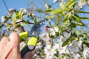 Hauptbild für Free Spring Pruning Talk