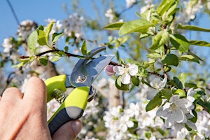 Imagem principal do evento Free Spring Pruning Talk