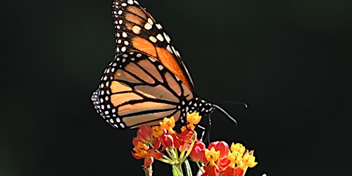 Monarch Butterflies with Petals in the Pines primary image