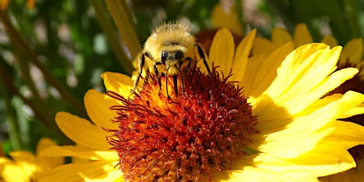 Imagen principal de Buzzing with Life: Creating a Pollinator Paradise