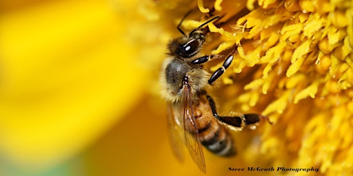 Imagem principal do evento Close-Up Photography in the Garden with Steve McGrath