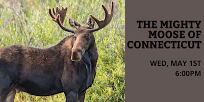 Primaire afbeelding van The Mighty Moose of Connecticut