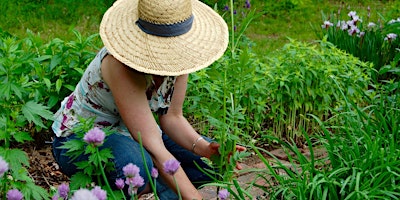 Make Your Own Herbal Teas with Herbalist and Author Maria Noël Groves primary image