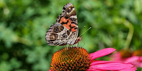 Insect Walk