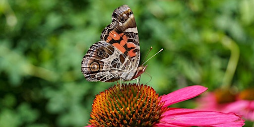 Primaire afbeelding van Insect Walk