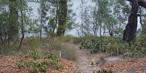 Bush Whackers - Albert Delardes Reserve, Illawong primary image