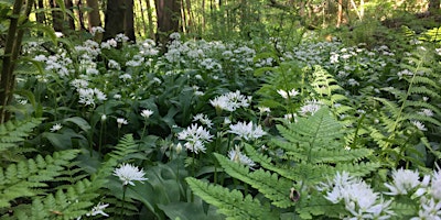 Immagine principale di Spring Greens and Fungi 