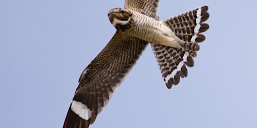 Immagine principale di Nightjar Jaunt at Carolina Sandhills National Wildlife Refuge 