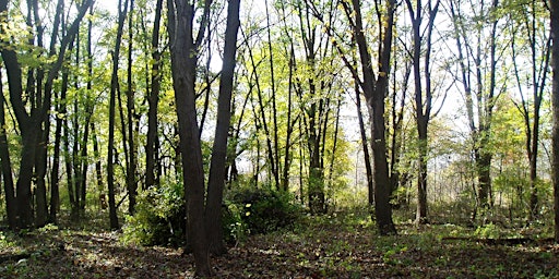 Eggers Grove Spring Wildflower Walk