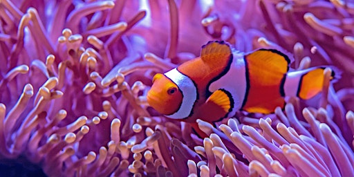 Hauptbild für Aquarium