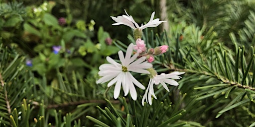 Hauptbild für May Senior Stroll