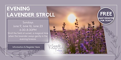 Imagem principal do evento Evening Lavender Stroll