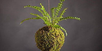 How-to: Kokedama primary image