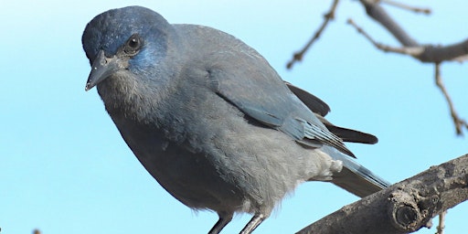 Primaire afbeelding van Pinyon Jay Monitoring Workshop