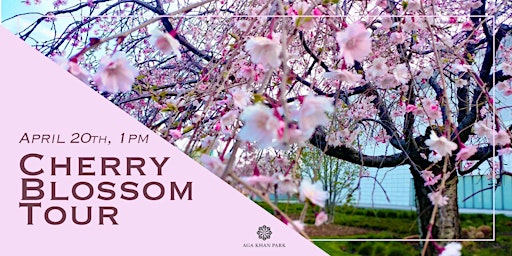 Cherry Blossom Tour at the Aga Khan Park