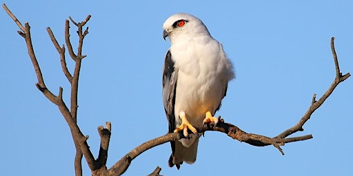 Hauptbild für National Tree Day - Create Habitat for Thara (Black-shouldered Kite)