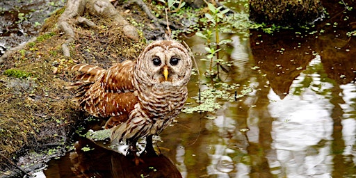 Primaire afbeelding van KidsWhoBird bird club for kids - April 2024